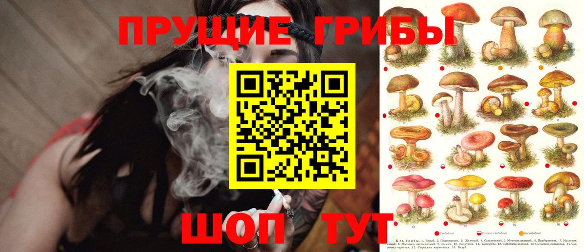 Назрань  Псилоцибиновые грибы Cubensis  что такое наркотик  Вход с VPN 